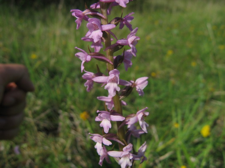 Gymnadenia conopsea